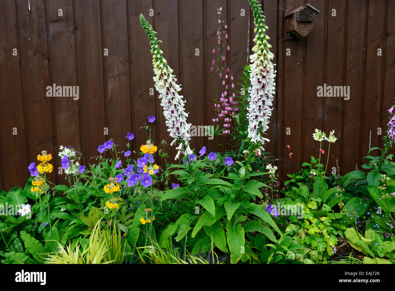 primula japonica geranium johnsons blue digitalis pams split planting ...