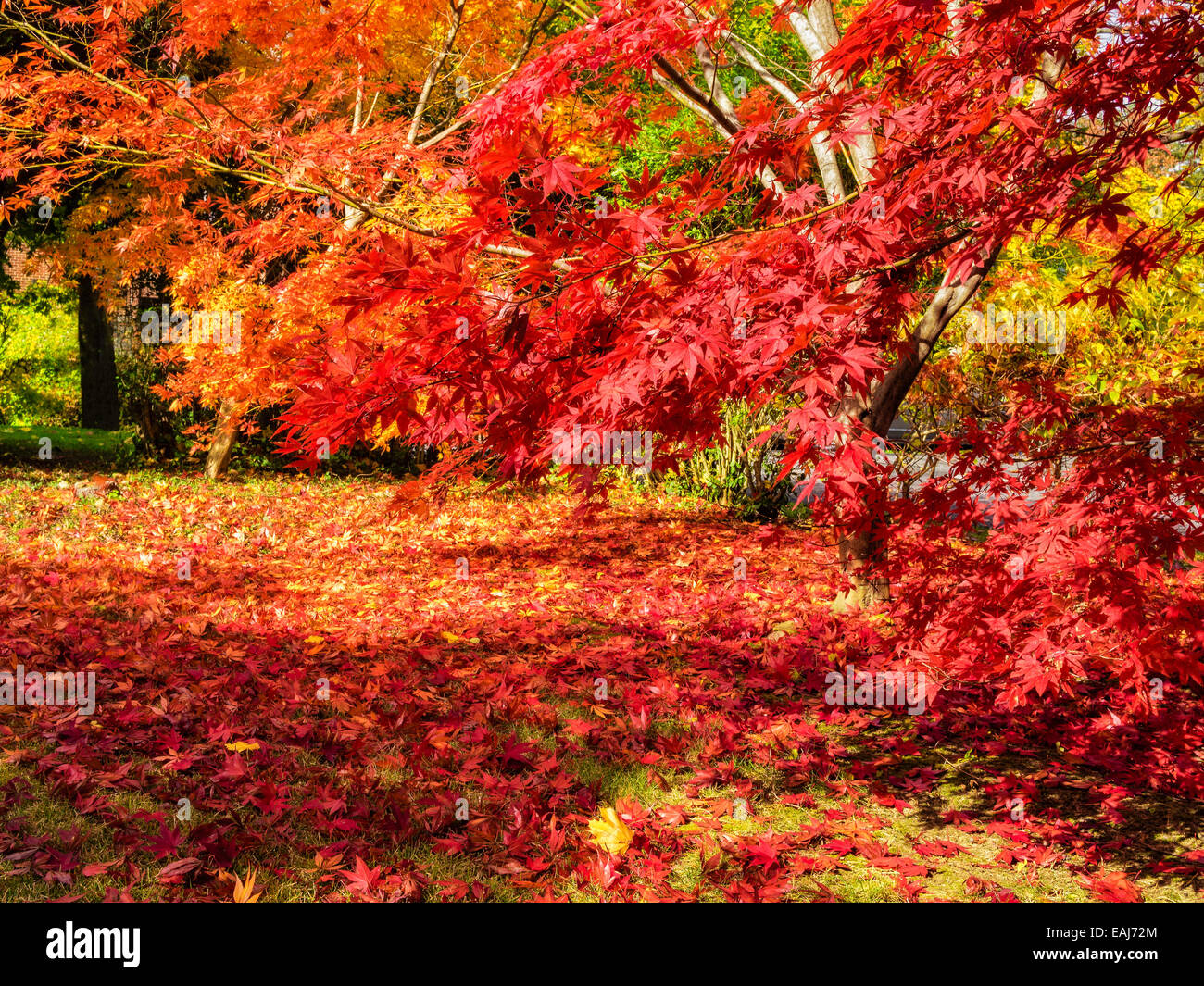 Colorful gold yellow orange and red Japanese maple trees with fall leaves on tree (Acer palmatum) and scattered on grass in autumn. Copy space. Stock Photo