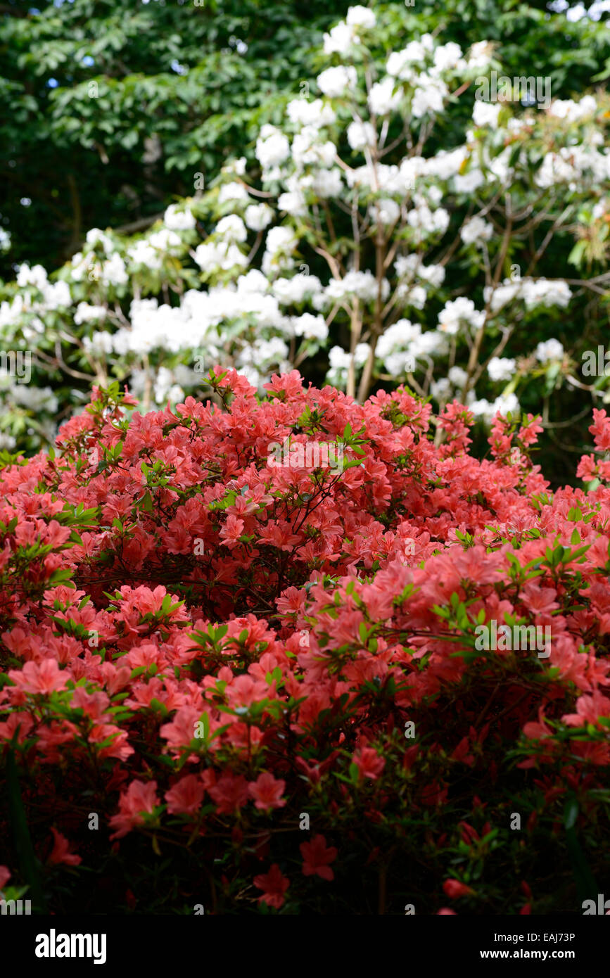 red azalea white rhododendron nimbus x rhododendron chihsinianum contrast planting scheme tree shrub mount congreve gardens Stock Photo