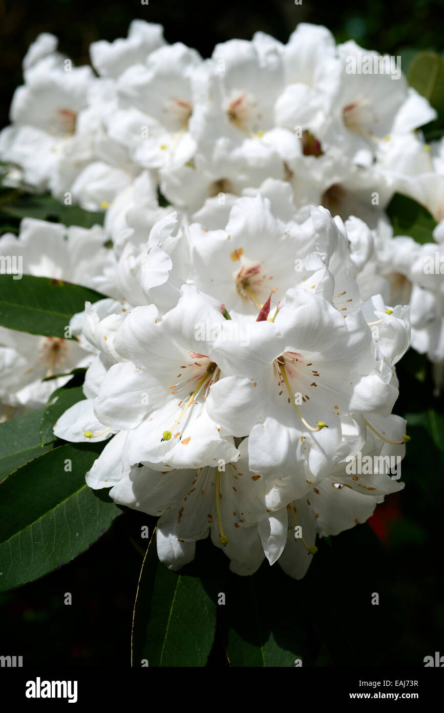 white rhododendron nimbus x rhododendron chihsinianum flowers flower tree shrub mount congreve gardens RM Floral Stock Photo