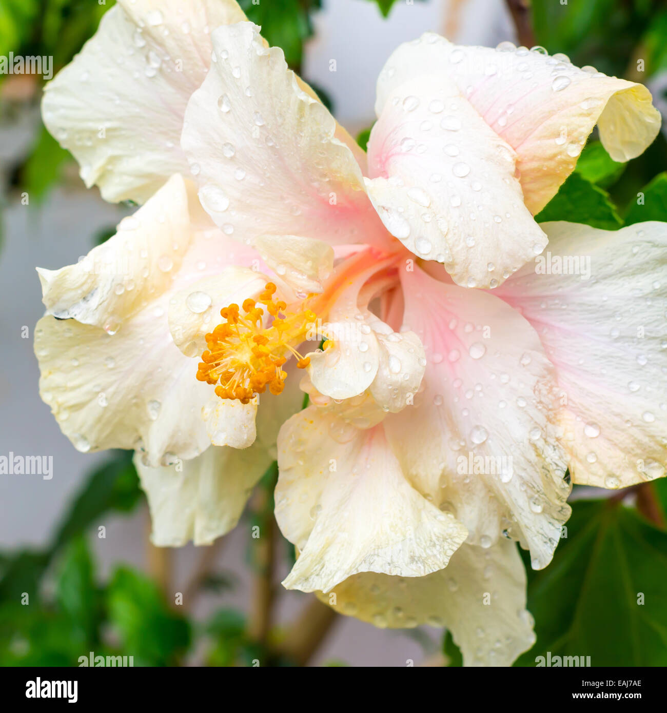 pink soft Hibiscus flower head on blur background, closeup Stock Photo