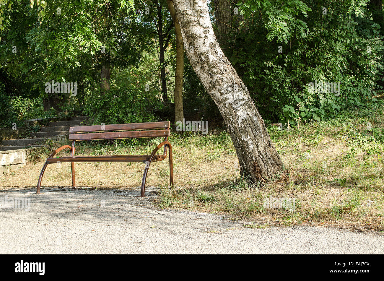 old park bench and tree summer day Stock Photo