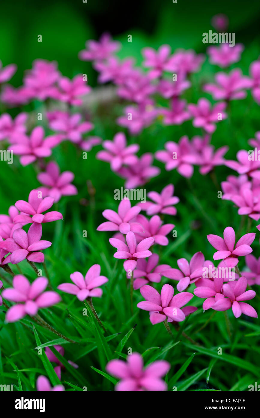 pink flowered rhodohypoxis milloides venetian flower bloom blossom flowers flower star perennial alpine Stock Photo