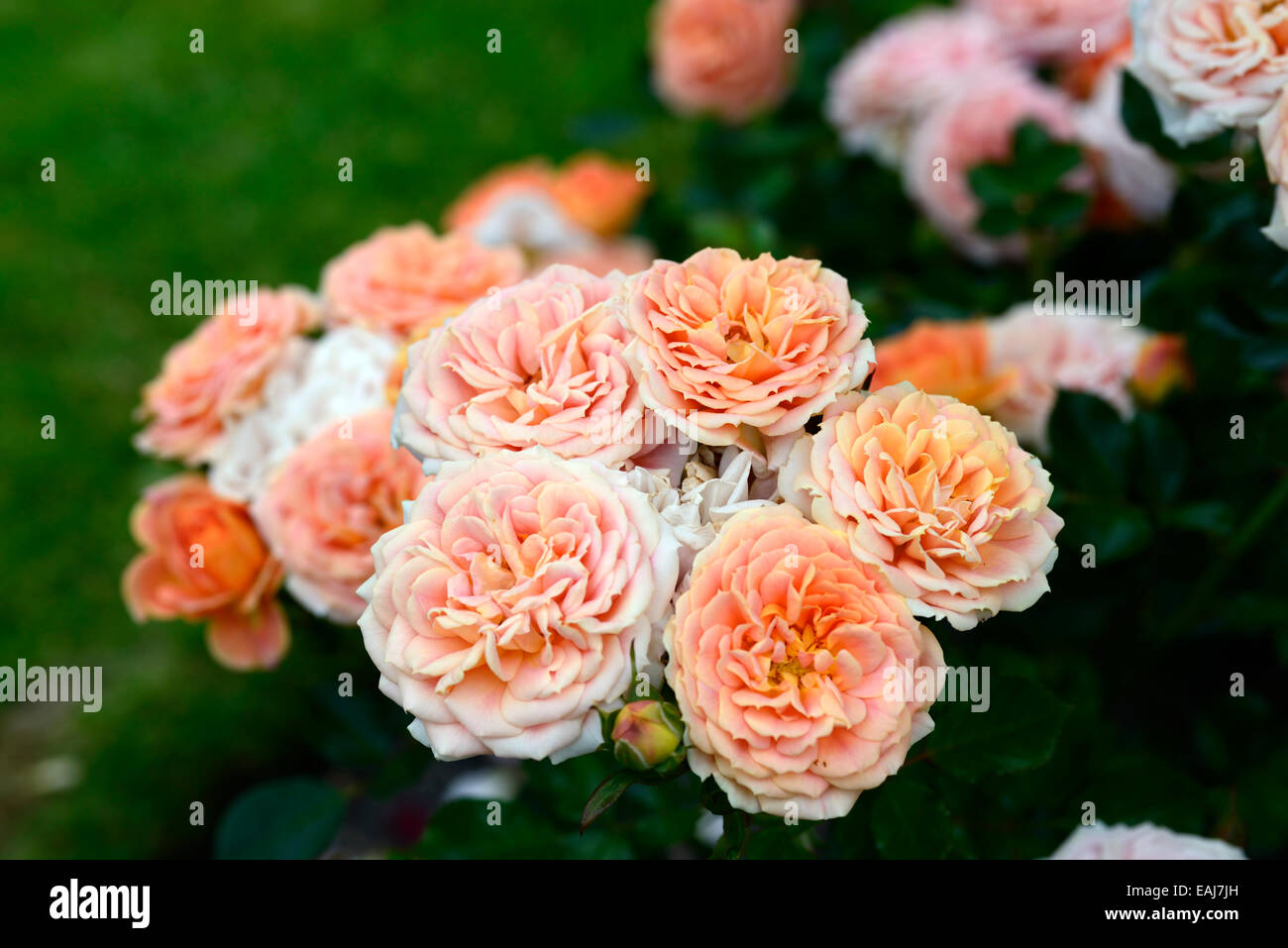 rosa absent friends dicemblem rose flower floribunda peach apricot flowering flowers fragrant scented RM Floral Stock Photo