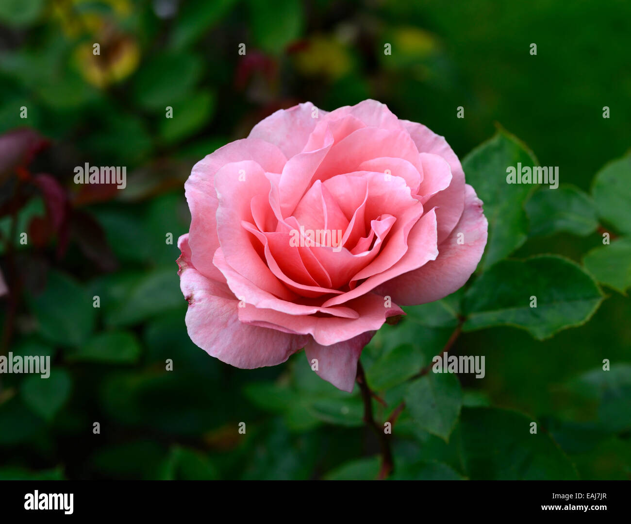 rosa blessings rose flower pink hybrid tea flowering flowers fragrant scented RM Floral Stock Photo
