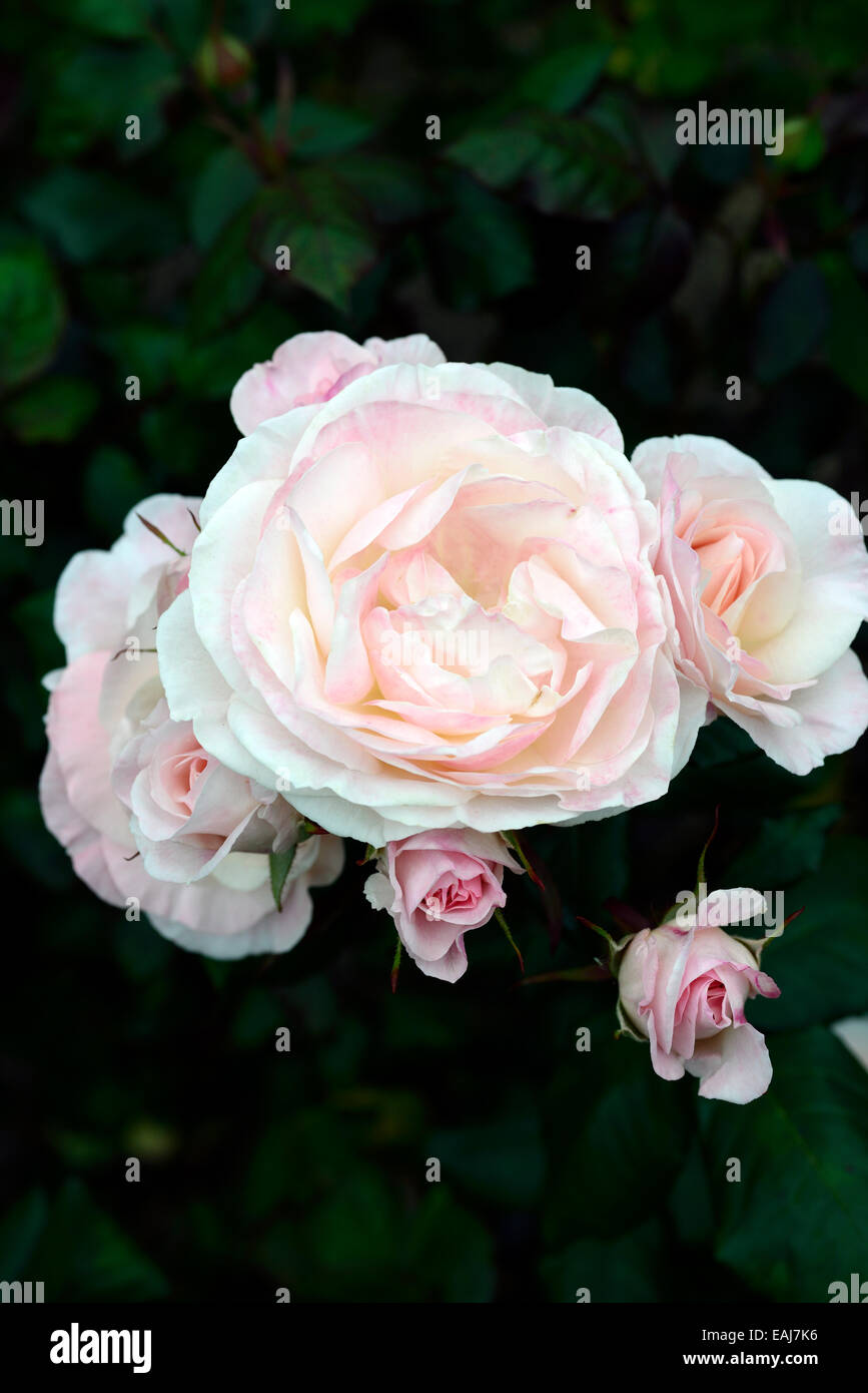 rosa english miss rose flower pink floribunda flowering flowers fragrant scented RM Floral Stock