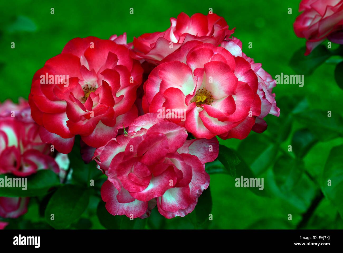 rosa hannah gordon rose flower pink white flowering flowers fragrant scented hybrid tea shrub shrubs RM Floral Stock Photo