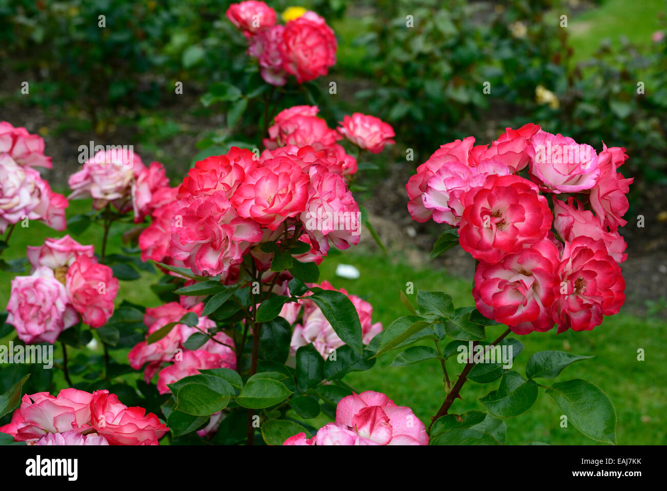 rosa hannah gordon rose flower pink white flowering flowers fragrant  scented hybrid tea shrub shrubs RM Floral Stock Photo - Alamy