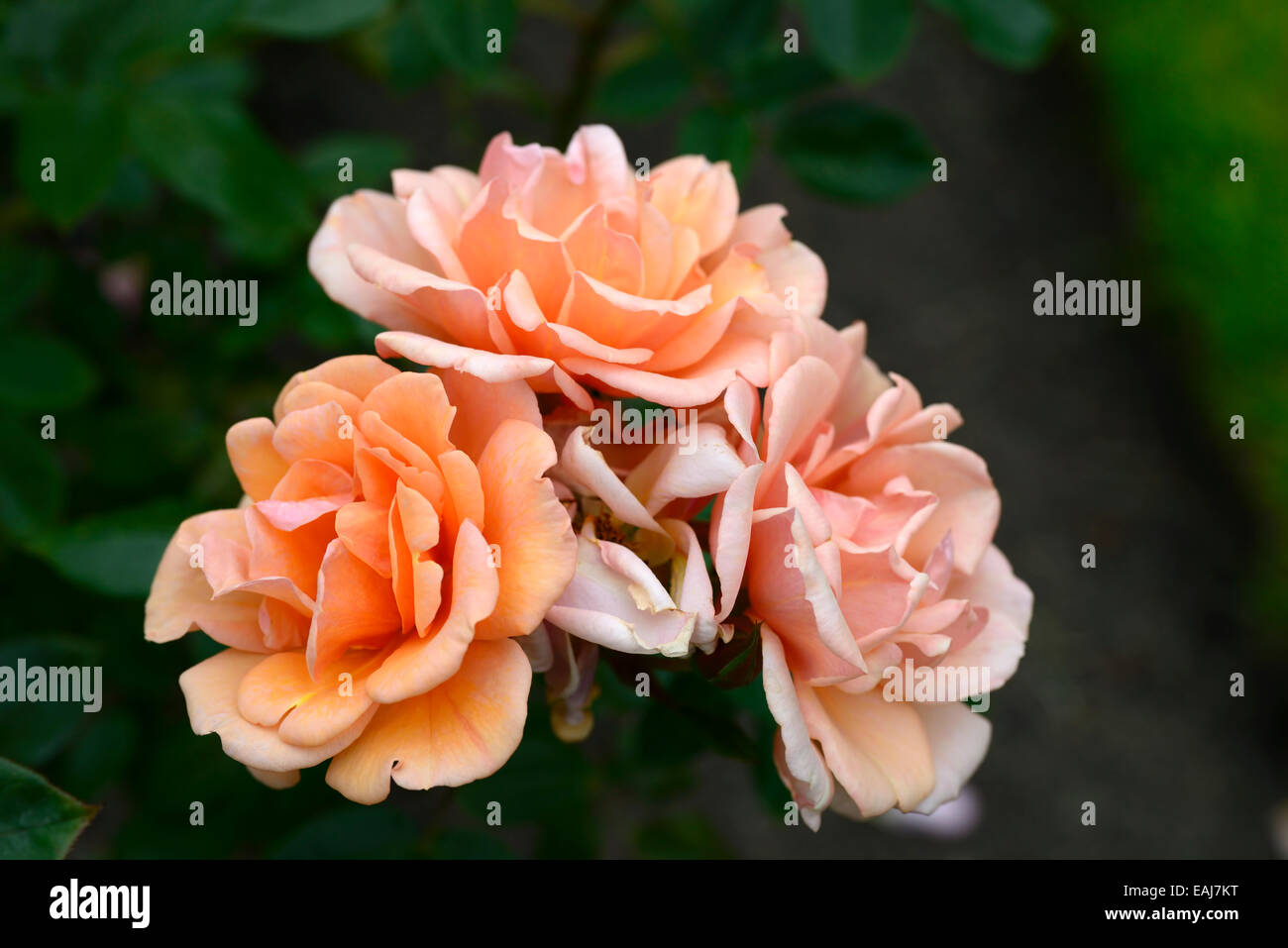 rosa honeywood fryfixit rose flower apricot flowering flowers fragrant