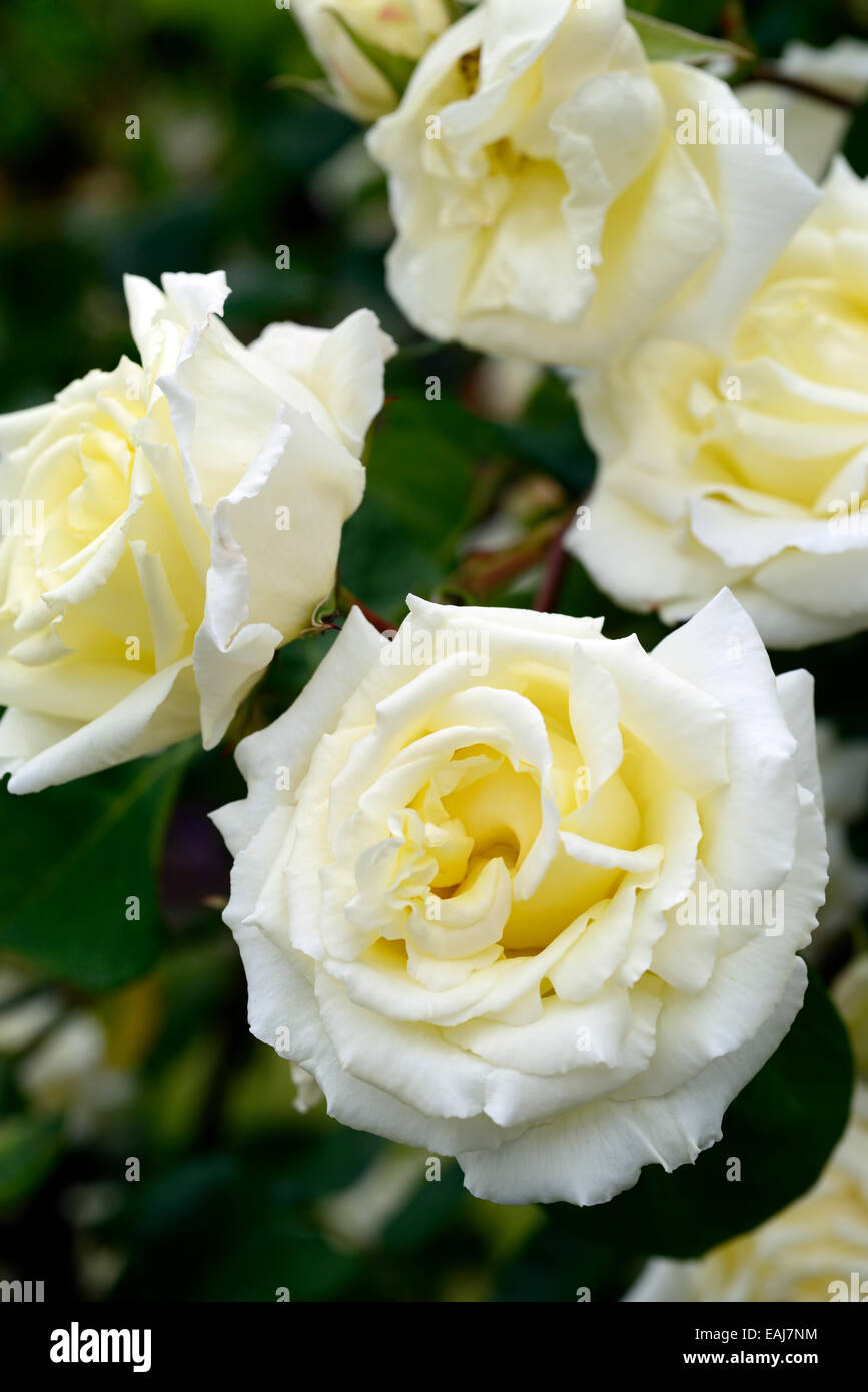 Rosa Paul S Lemon Pillar Rose Flower White Climbing Hybrid Tea Shrub Shrubs Flowering Flowers Fragrant Scented Rm Floral Stock Photo Alamy