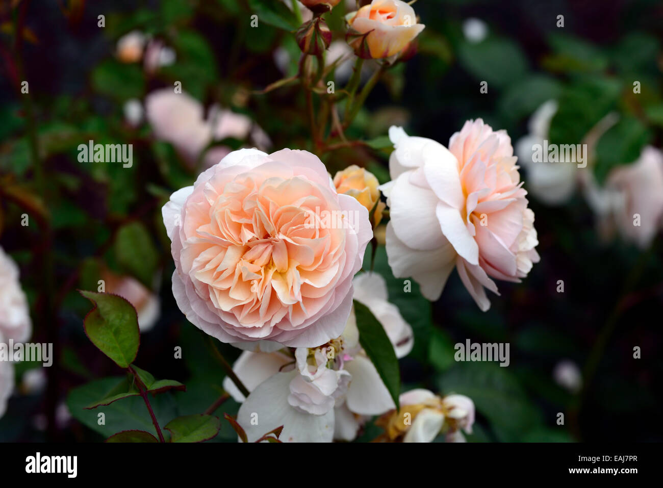 Rose (Rosa Sweet Juliet Ausleap ) flowering in Summer