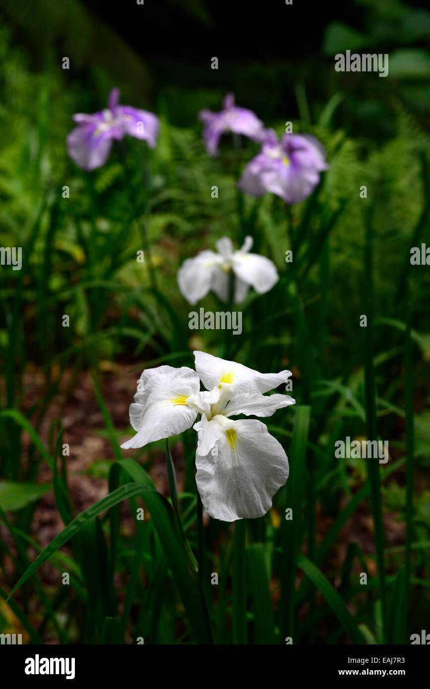 white flower siberian iris flowers flowering boggy backlit backlighting RM Floral Stock Photo