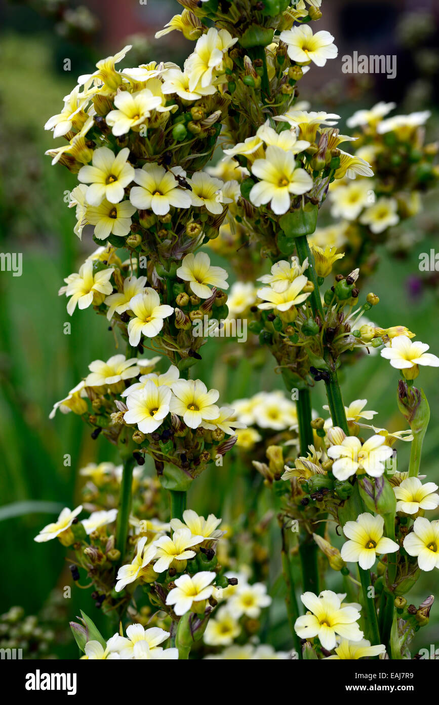 sisyrinchium striatum yellow eyed grass closeup plant portraits flowers petals flowering cream perennials RM Floral Stock Photo