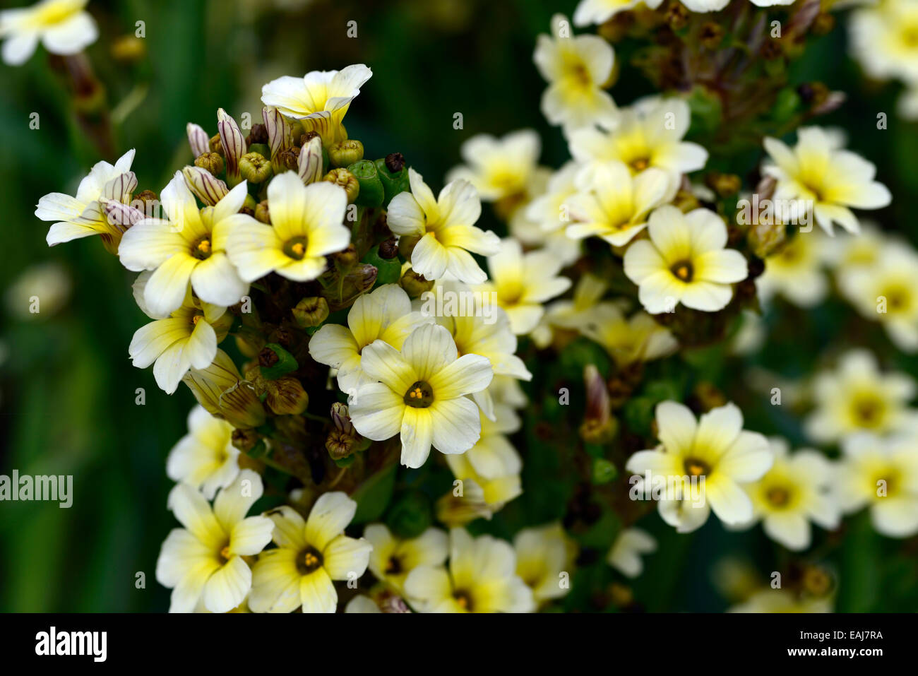 sisyrinchium striatum yellow eyed grass closeup plant portraits flowers petals flowering cream perennials RM Floral Stock Photo