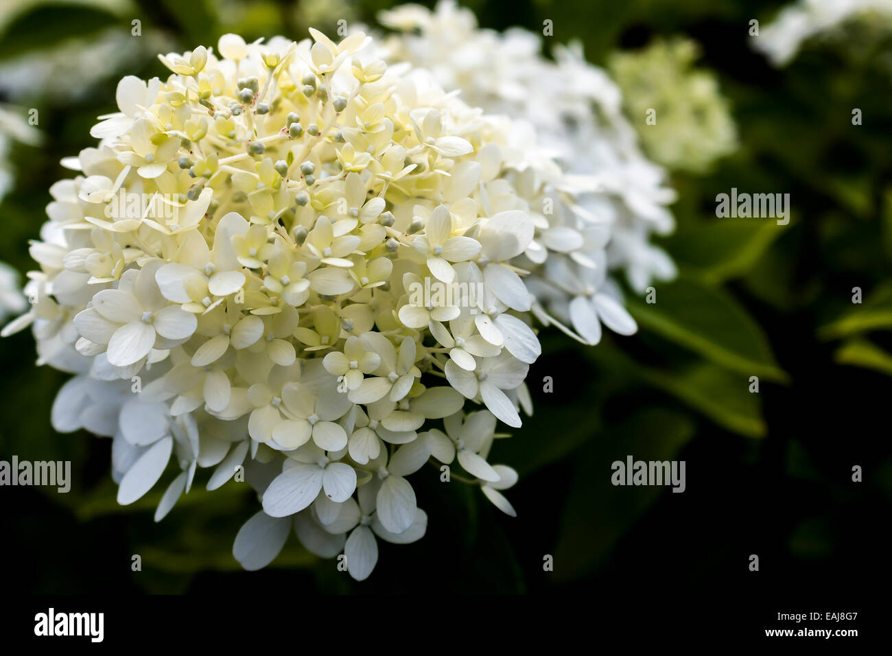 white ball of fragile flowers Stock Photo