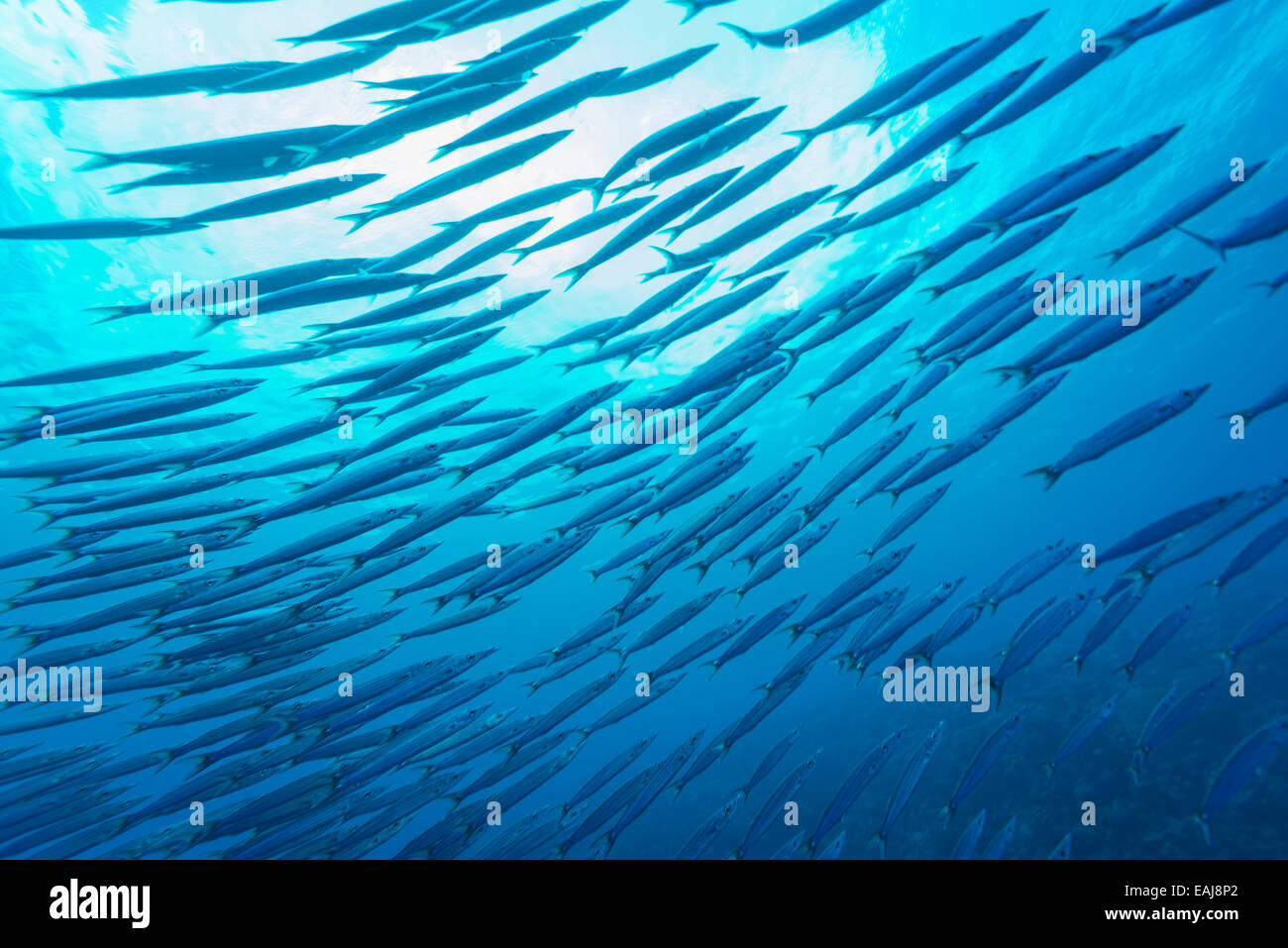a school of Barracudasat .Yap Federated States of Micronesia Stock Photo