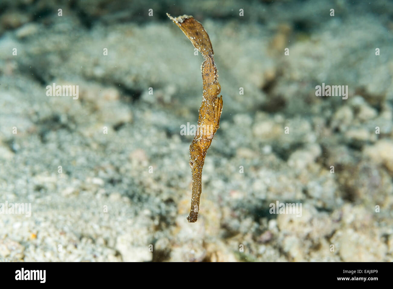 Ghost pipefish. head-down and floating vertically at Slow & Easy, Yap ...