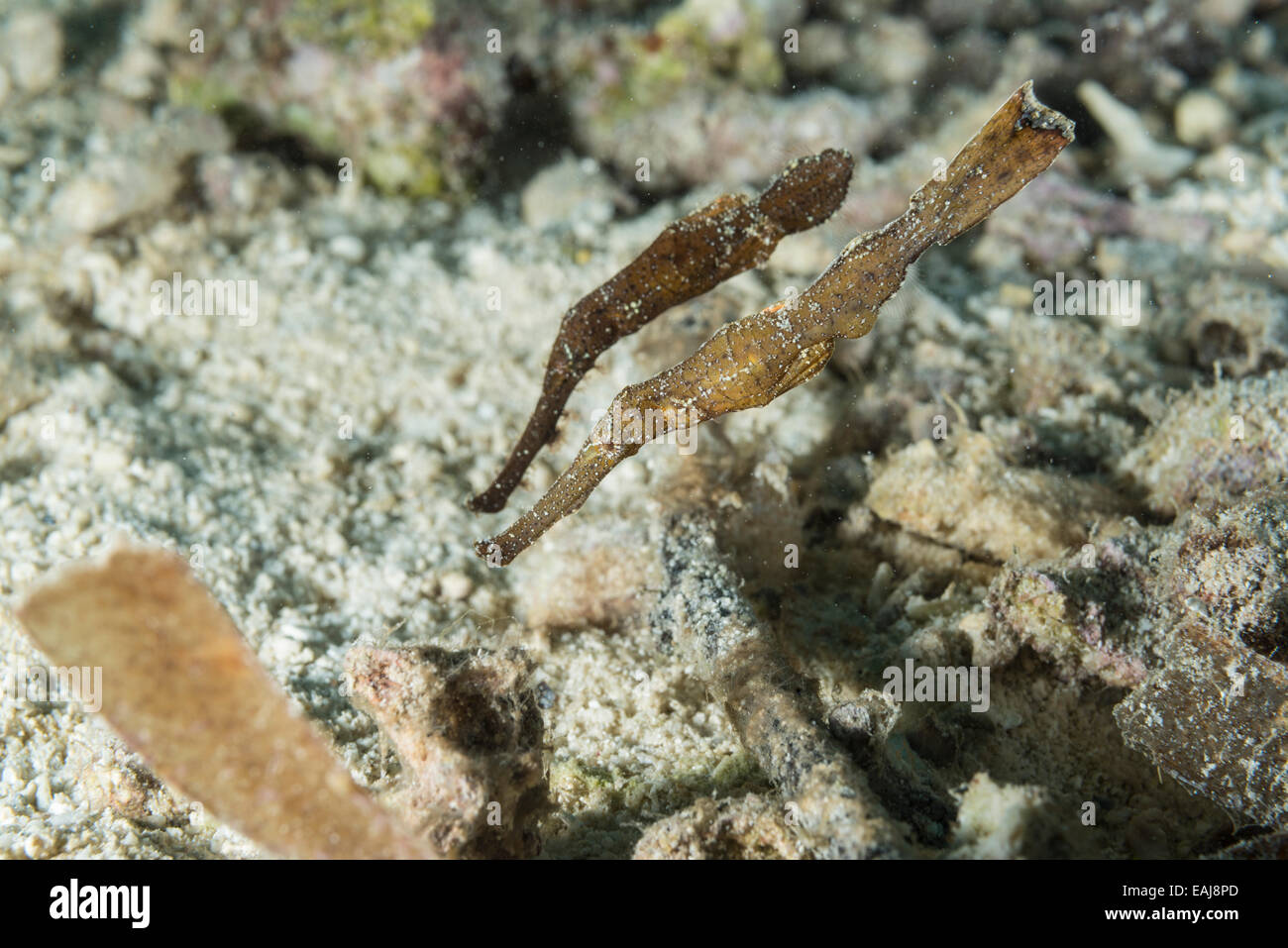 Ghost pipefish. head-down and floating vertically at Slow & Easy, Yap ...