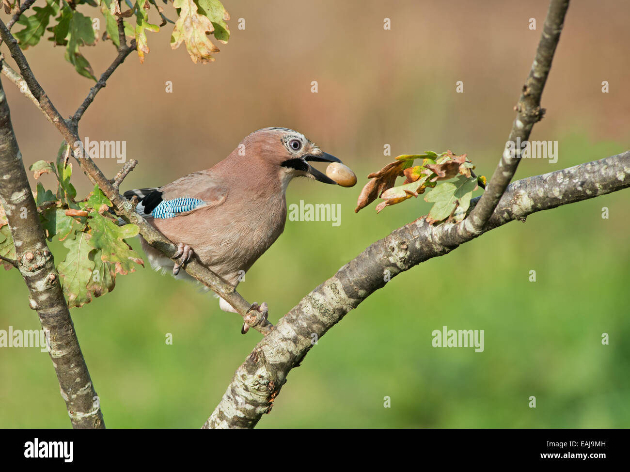 Jay uk acorn hi-res stock photography and images - Alamy
