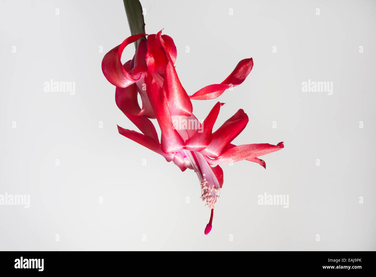 Red Christmas Cactus Zygocactus truncatus Stock Photo Alamy
