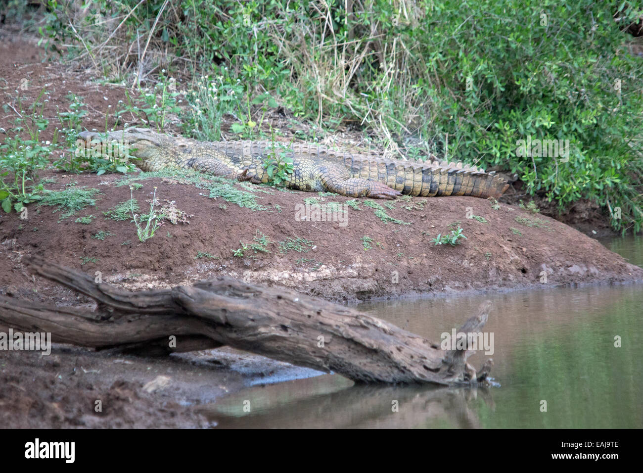 Crocodile lying in wait Stock Photo