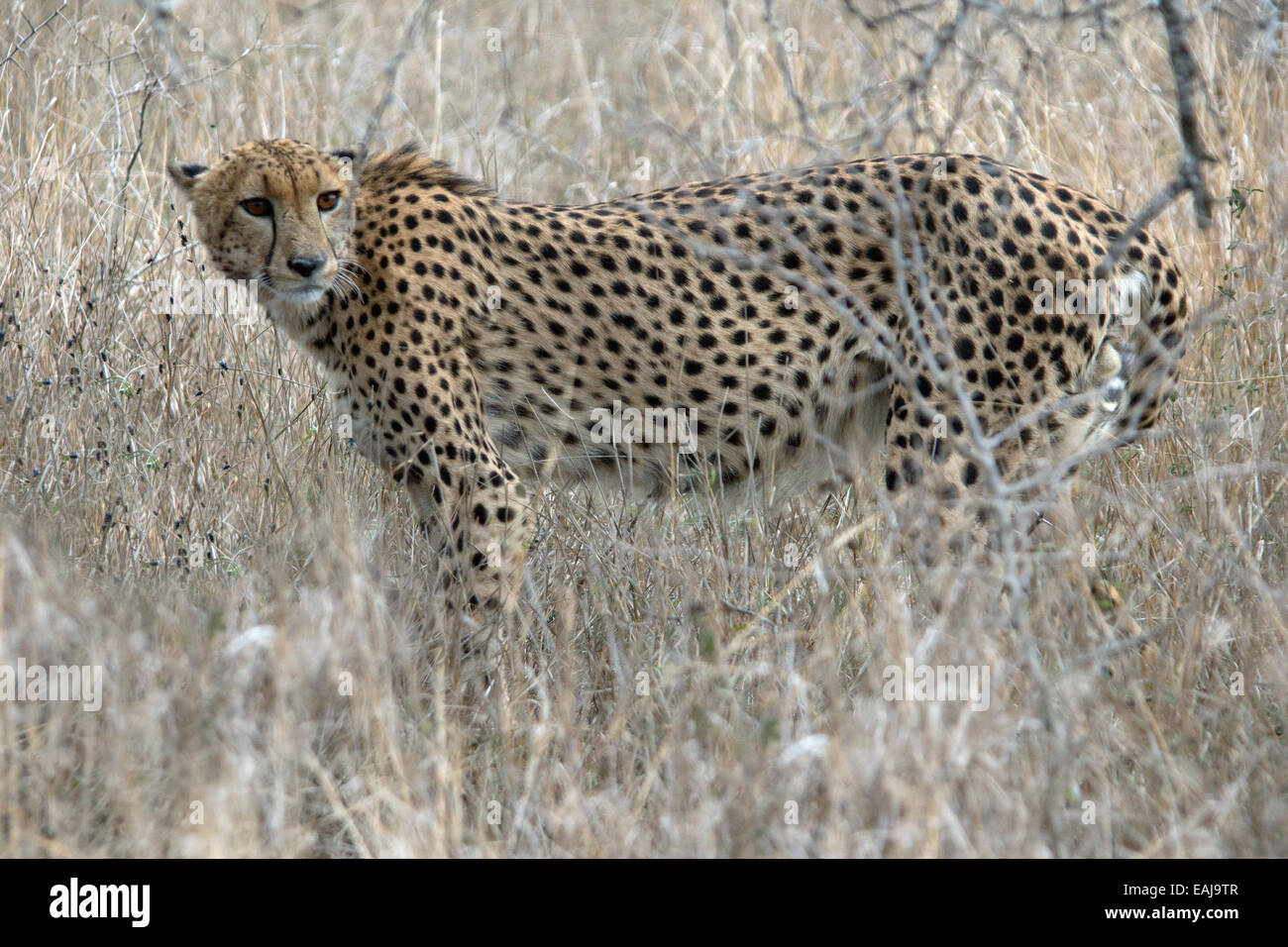 Cheetah hunting in grassland Stock Photo