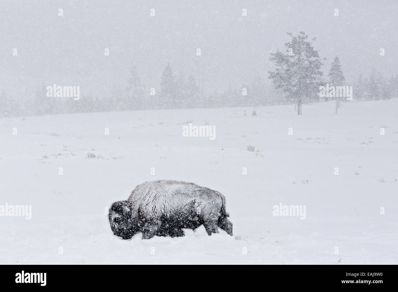 Bison covered in snow graze in a snow covered field at Yellowstone ...
