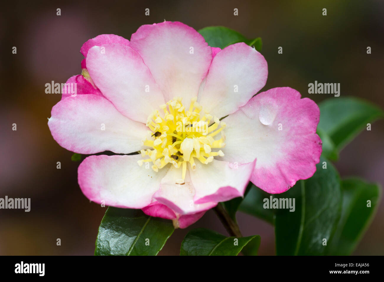 Delicate pink and white autumn flower of Camellia sasanqua ‘Navajo