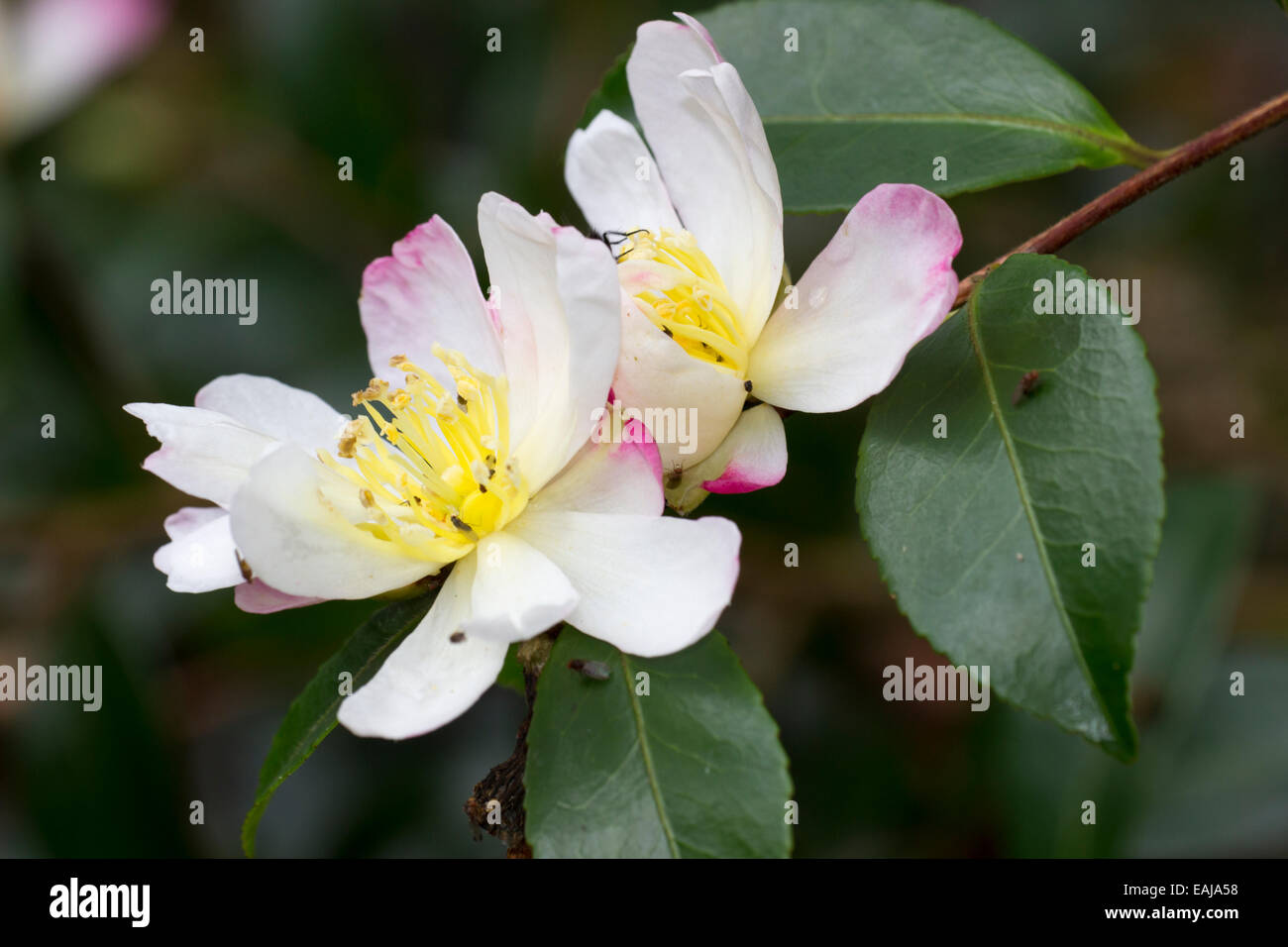 Pink and white flowers of the autumn blooming Camellia sasanqua 'Rainbow' Stock Photo