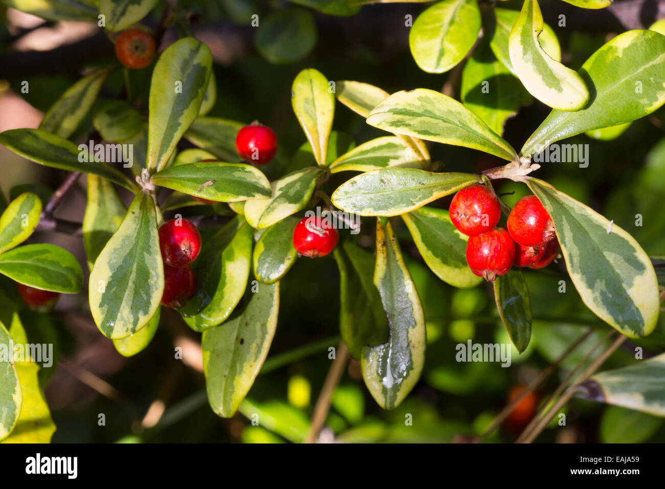 Red autumn berries contrast with the variegated evergreen leaves of Corokia x virgata 'Sunsplash' Stock Photo