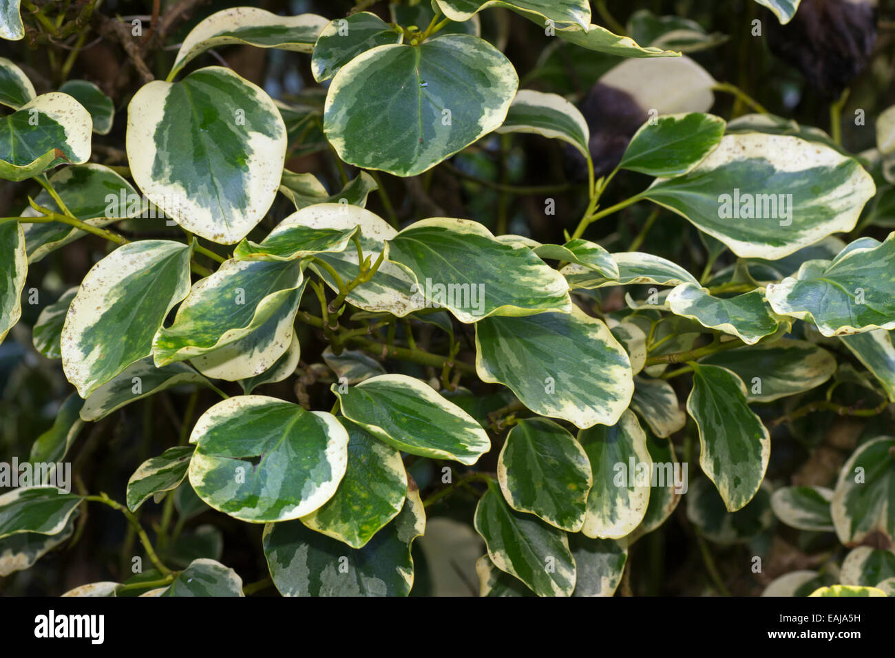 Large, highly variegated foliage of the New Zealand broadleaf, Griselinia littoralis 'Variegata' Stock Photo