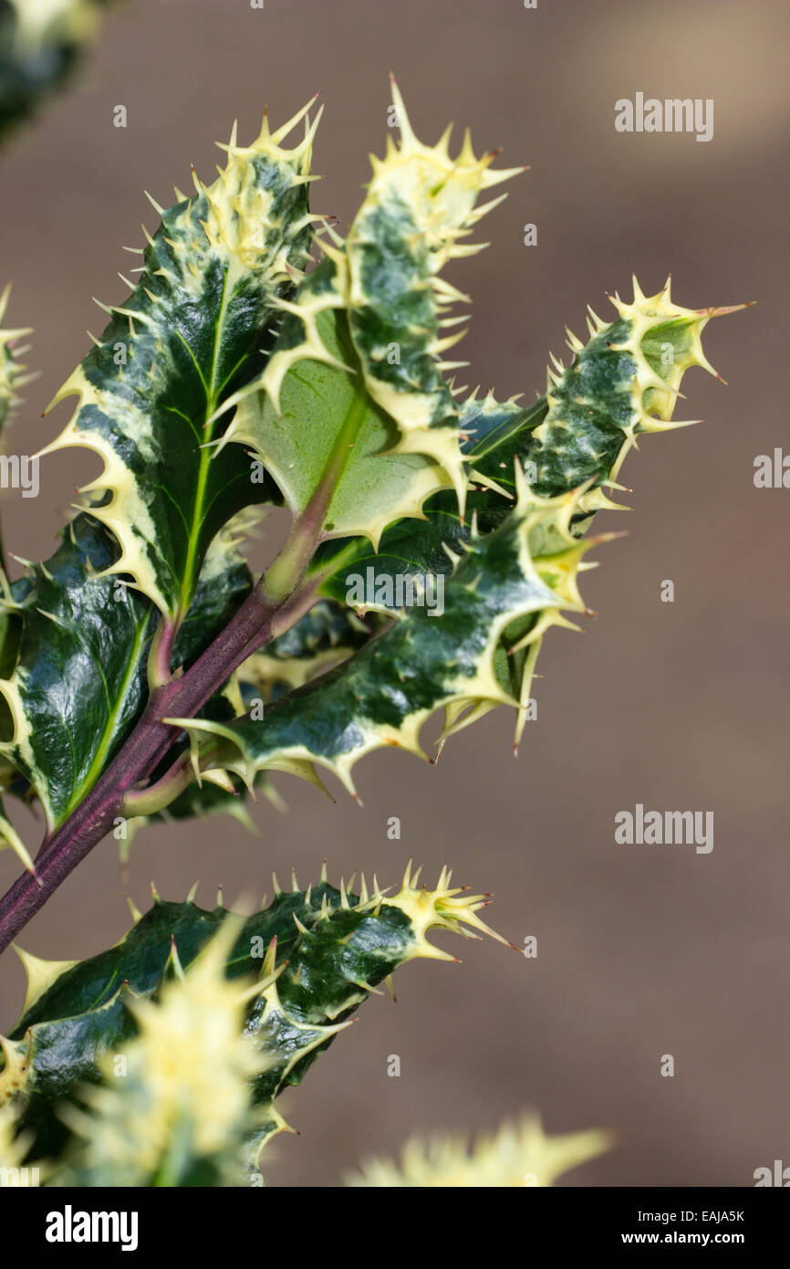 Ilex aquifolium 'Ferox Argentea', the silver hedgehog holly, has spines on the leaf surface as well as the margins. Stock Photo