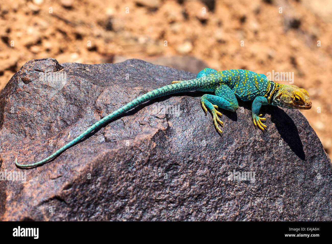 Collared Lizard in Hovenweep National Monument near Cortez