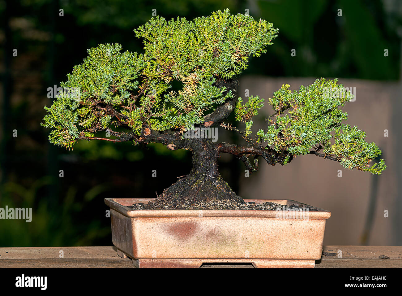 Bonsai: Mahir Nge-Style Tanaman Mini ala Jepang