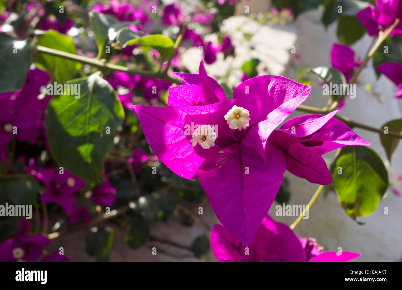 Bougainvillea glabra paper flower hi-res stock photography and images ...