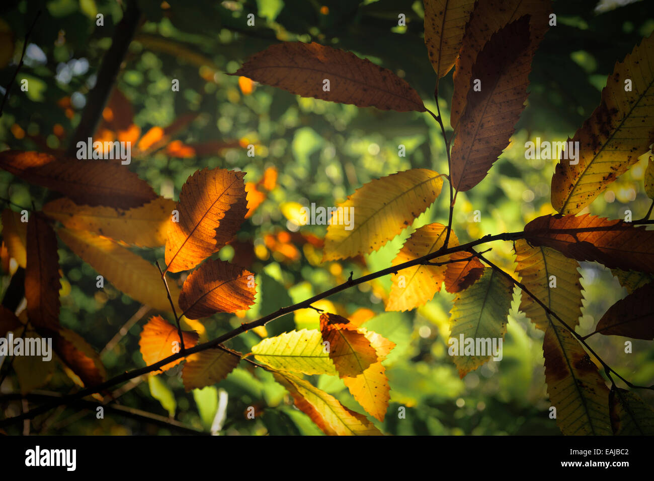 Sweet Chestnut leaves, with autumn sunlight filtering through.Castanea stavia. Stock Photo