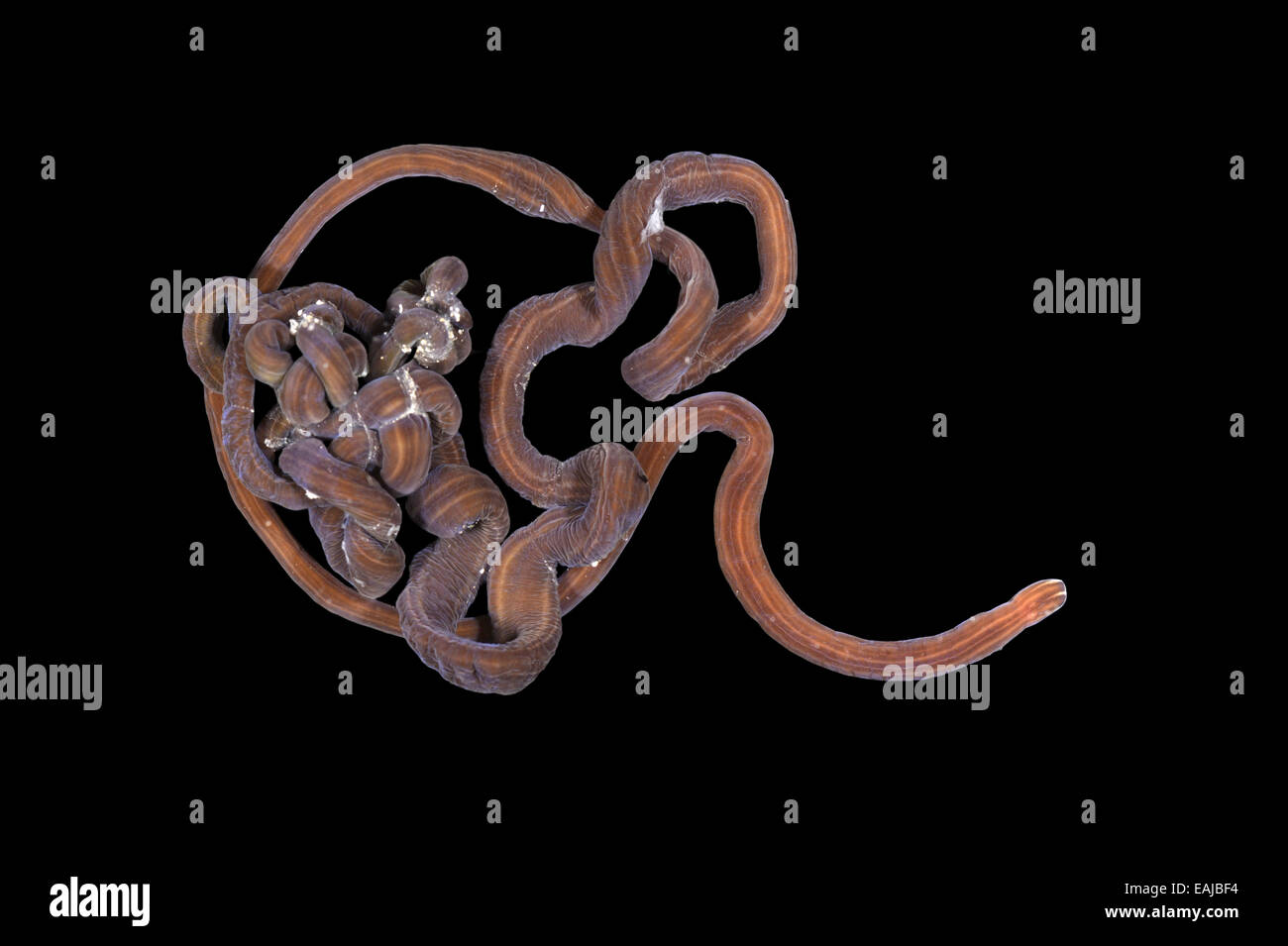 Bootlace worm hires stock photography and images Alamy