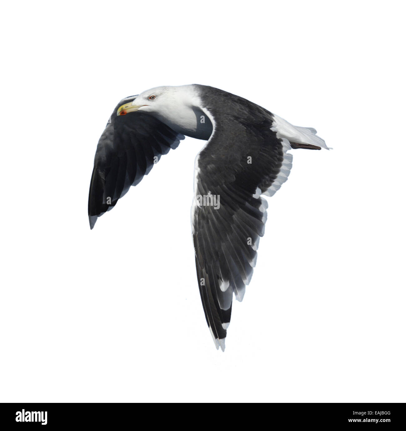 Great Black-backed Gull - Larus marinus Stock Photo