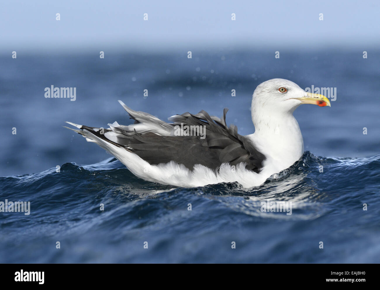 Great Black-backed Gull - Larus marinus Stock Photo
