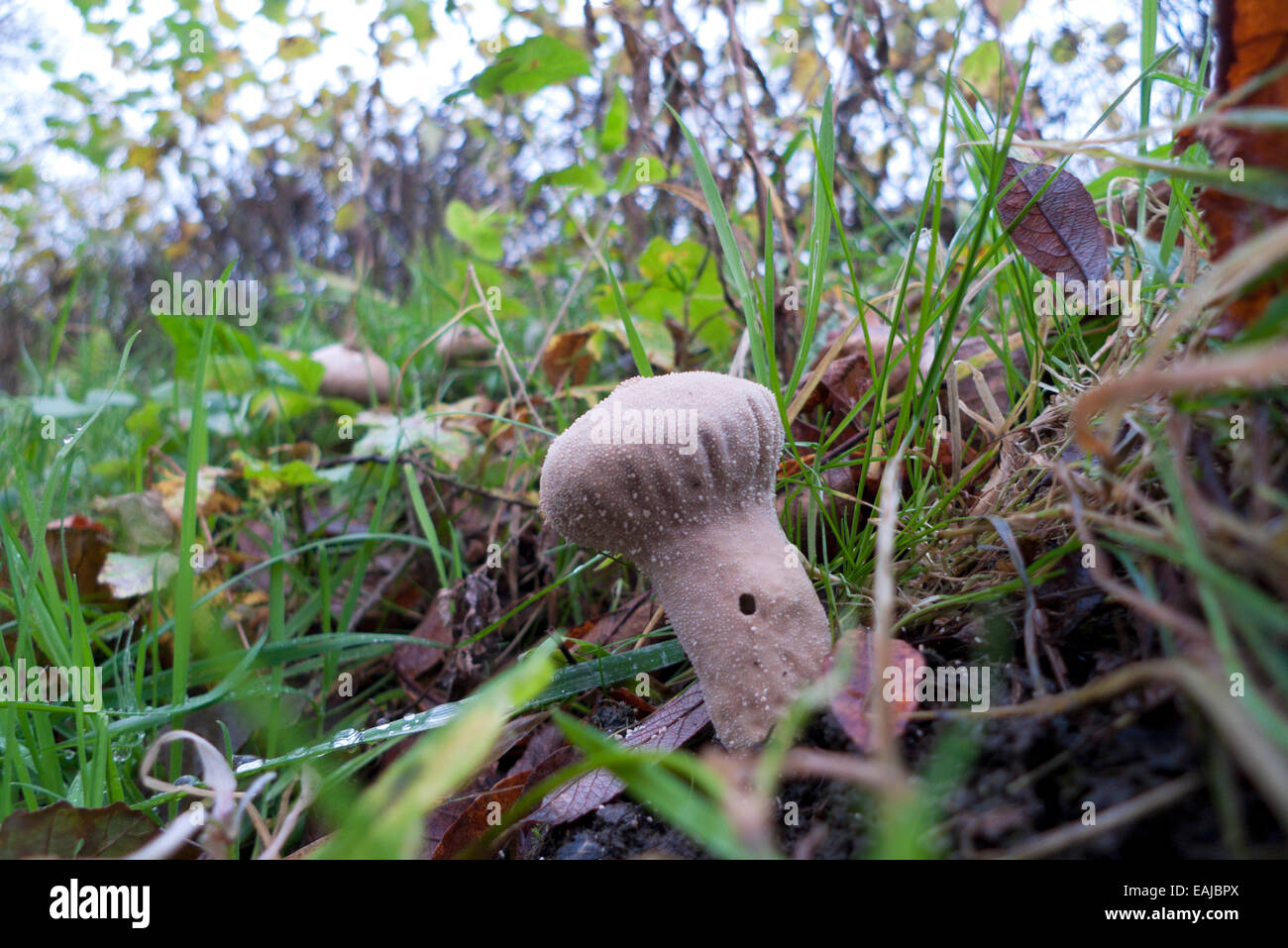 Carmarthenshire, Wales, UK. 16th Nov 2014. Stump puffball mushroom (Lycoperdon pyroformis) grows on a roadside in mild weather near Llandovery in Carmarthenshire Wales UK. An edible fungi stump puffballs must be eaten while the flesh is still white right through the fleshy body.  As it can be confused with young Amanita mushrooms care should be taken to identify properly when foraging. Kathy deWitt/AlamyLiveNews Stock Photo
