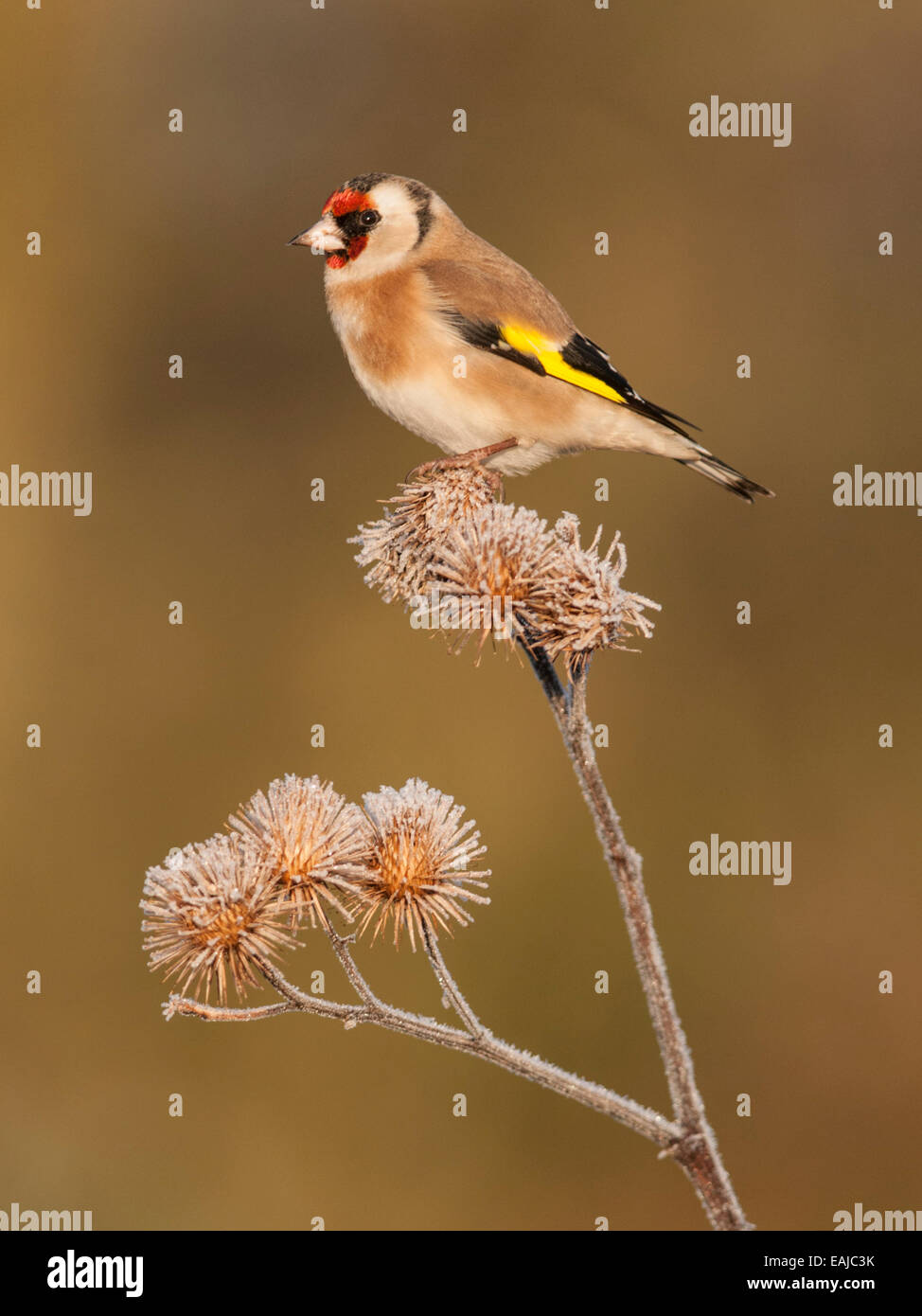 Goldfinch on Frost Stock Photo