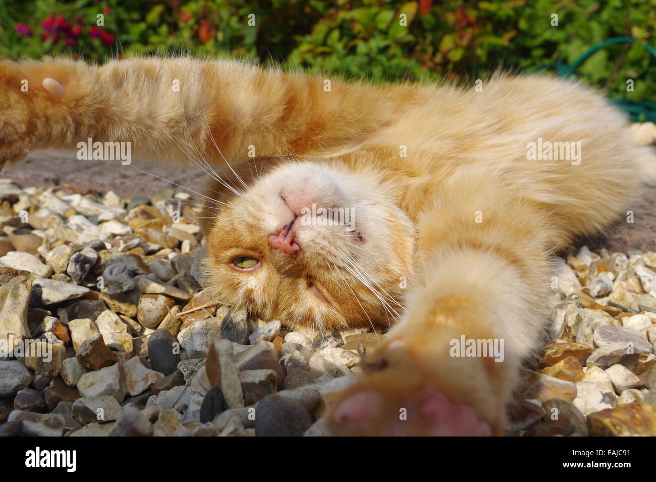 Ginger cat lying on garden path Stock Photo Alamy