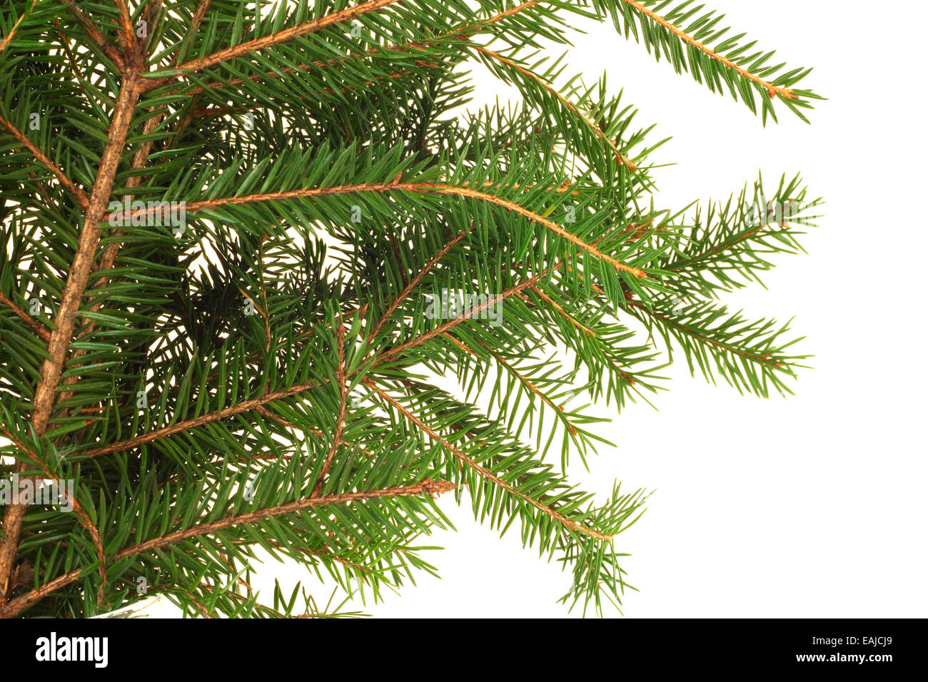 Fresh natural fir branch isolated on white background Stock Photo - Alamy