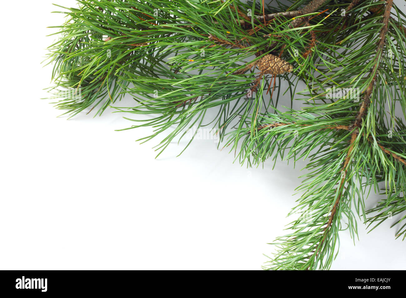 Fresh natural Pine with cones isolated on white background Stock Photo ...