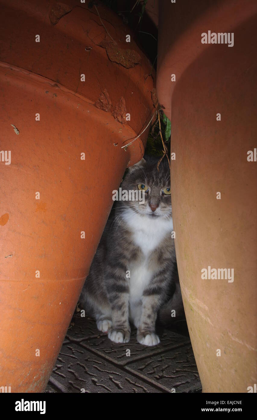 Tabby cat hiding behind plant pots Stock Photo