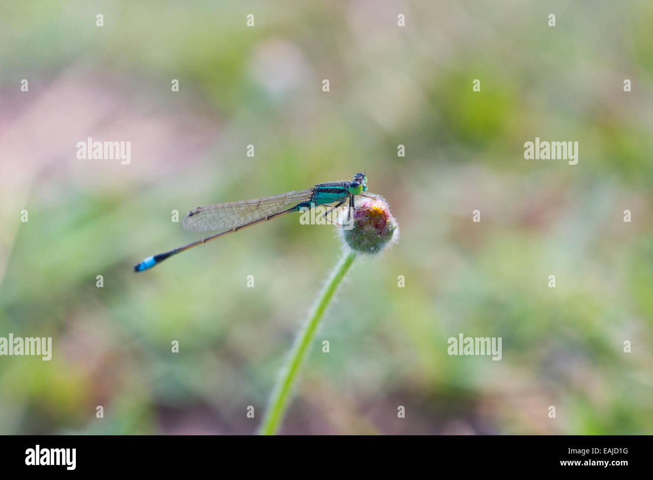 colorful dragonfly on a meadow Stock Photo - Alamy