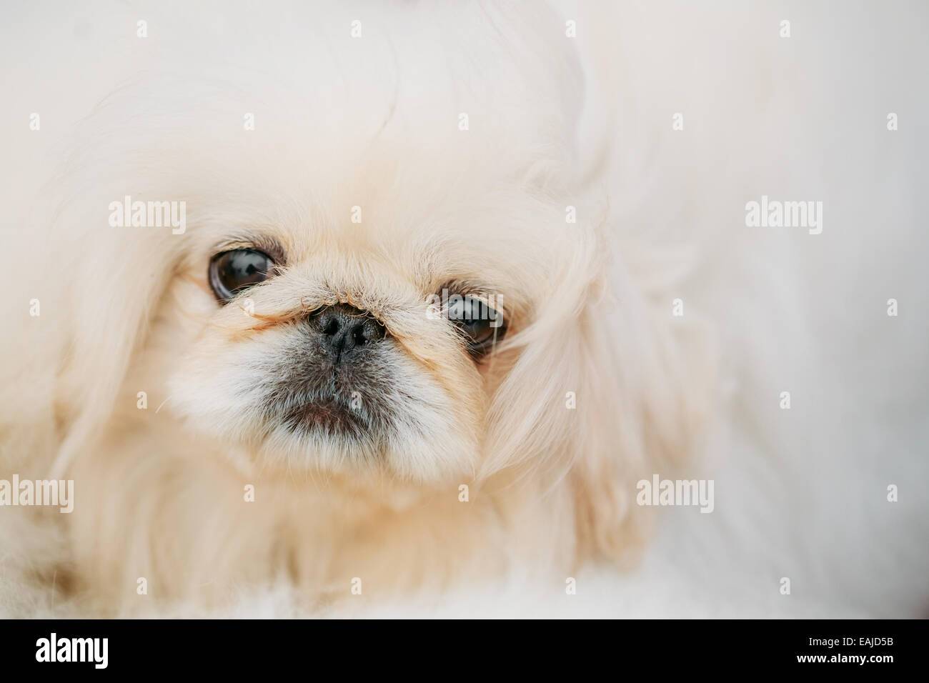 White Pekingese Pekinese Peke Whelp Puppy Dog Close Portrait Stock Photo