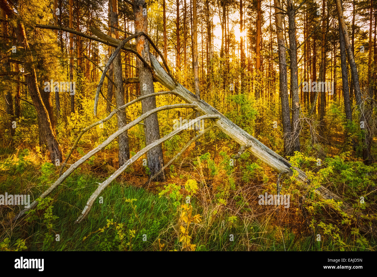 Windfall In Forest. Storm Damage. Fallen Tree In Coniferous Forest After Strong Hurricane Wind In Russia Stock Photo