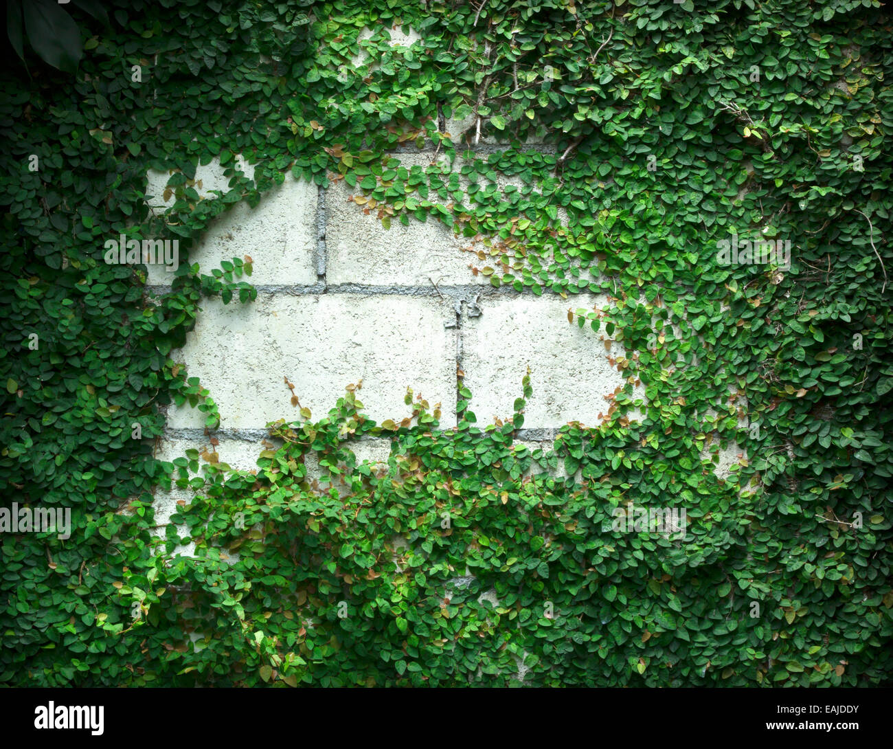 The Green Creeper Plant on the Wall Stock Photo Alamy