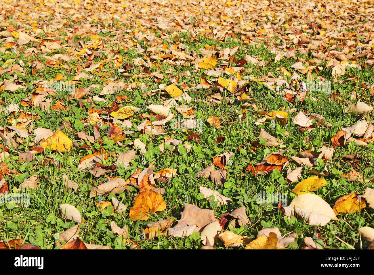 Colorful and Vibrant Colors Autumn leaves on a meadow Stock Photo